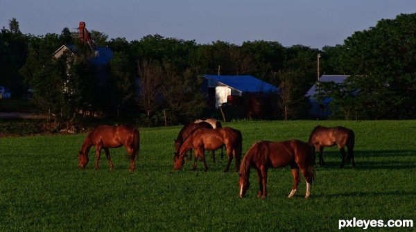 Pastoral Scenery 